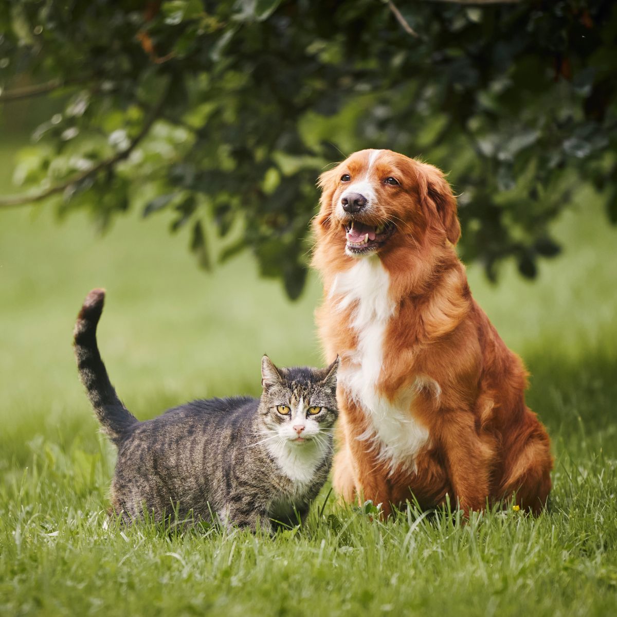 dog and cat in field