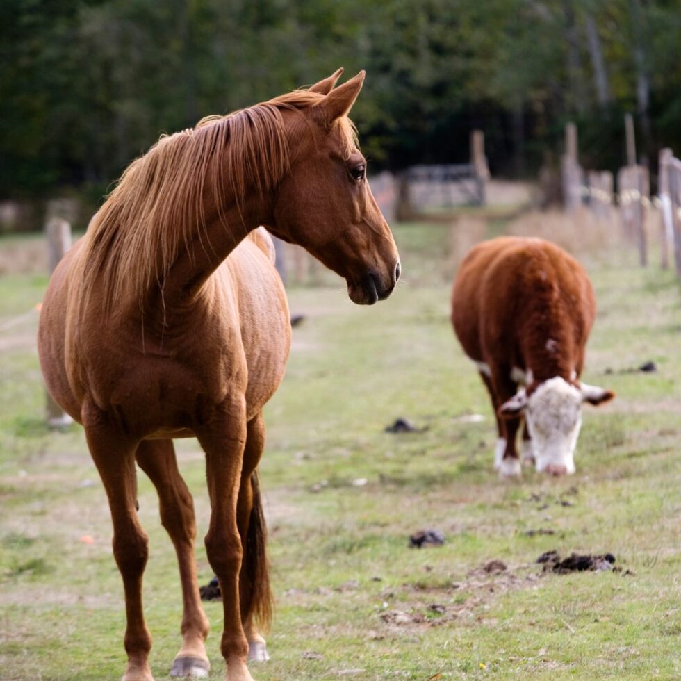 Best Vet Hospital In Windom, MN Cottonwood Vet Clinic