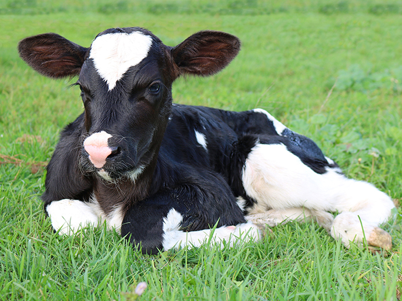 a black and white calf lying in grass