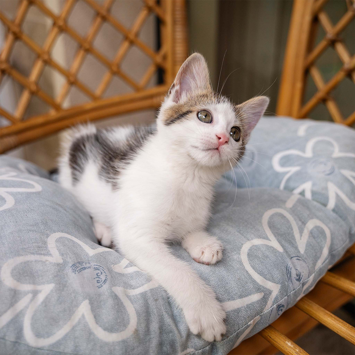 a cat lying on a cushion