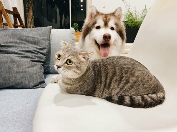 a dog and cat sitting on a chair