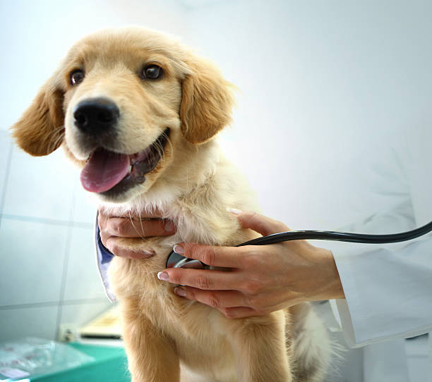 a dog being examined by a vet