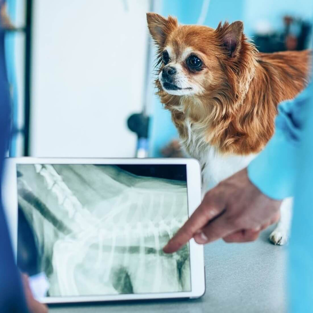 a-dog-looking-at-a-x-ray