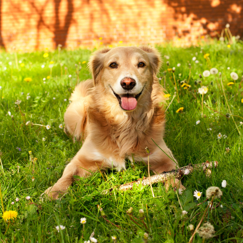 Veterinary Appointment In Windom, MN Cottonwood Vet Clinic