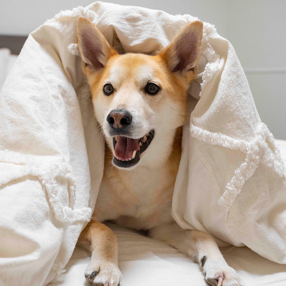 a dog lying on a bed under a blanket