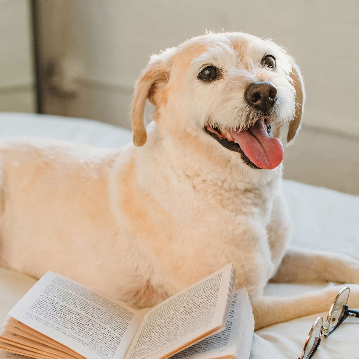 a dog lying on a bed with a book