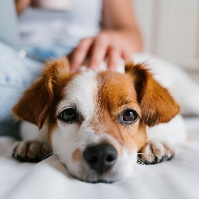 a dog lying on a bed with a person touching it's head