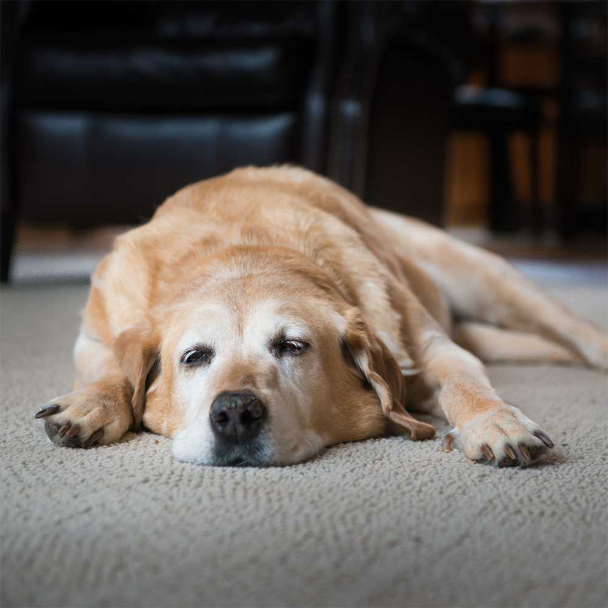 a dog lying on the floor