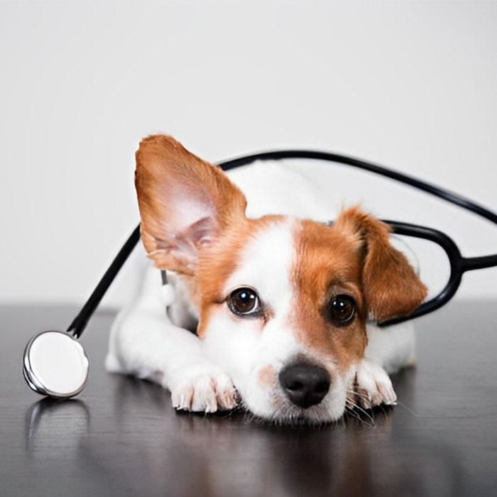 a-dog-with-a-stethoscope-around-its-neck