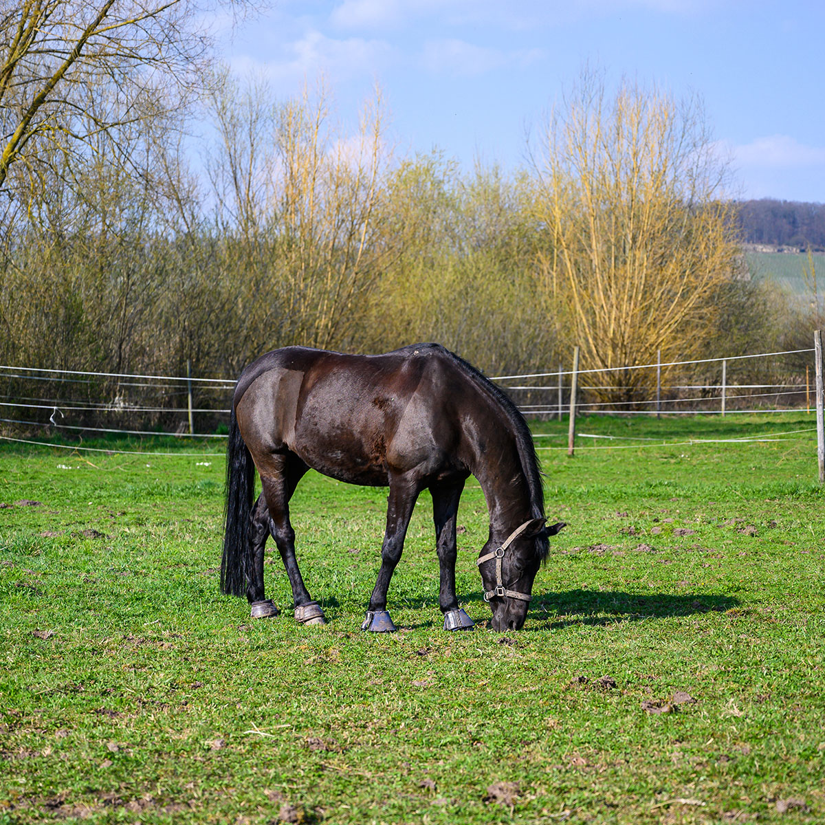 a horse eating grass in a fenced in area