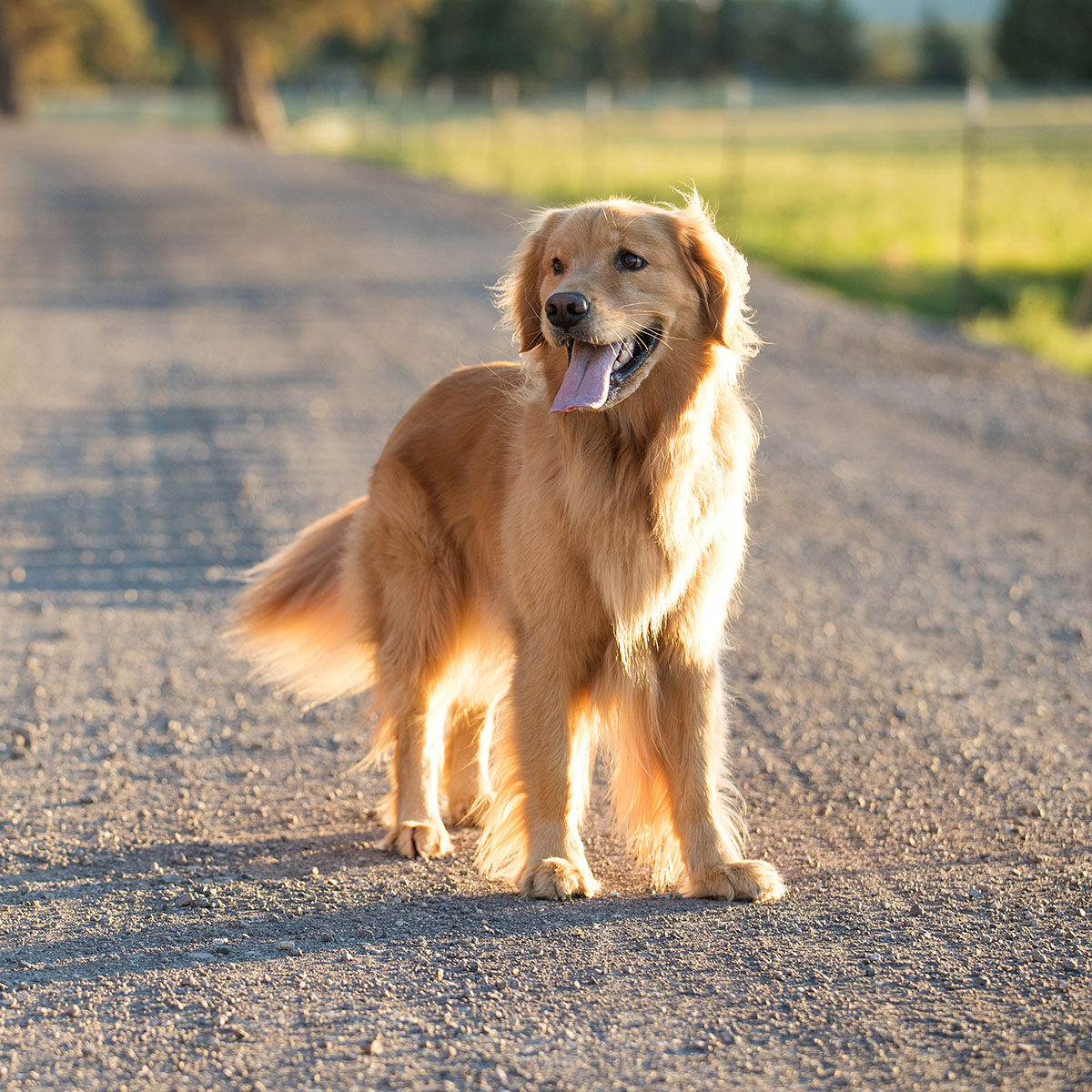 dog standing on dirt road