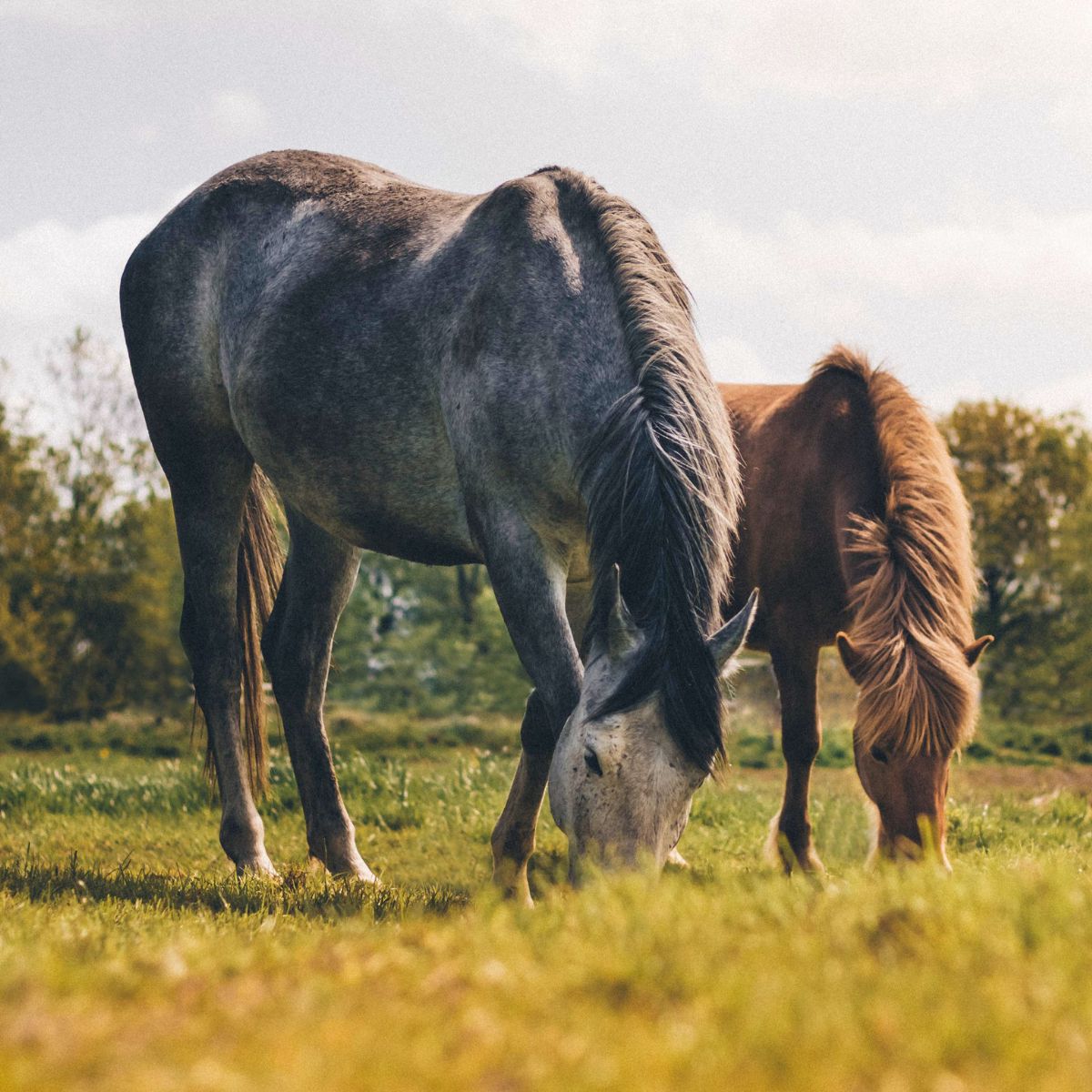 two horses eating grass in a field
