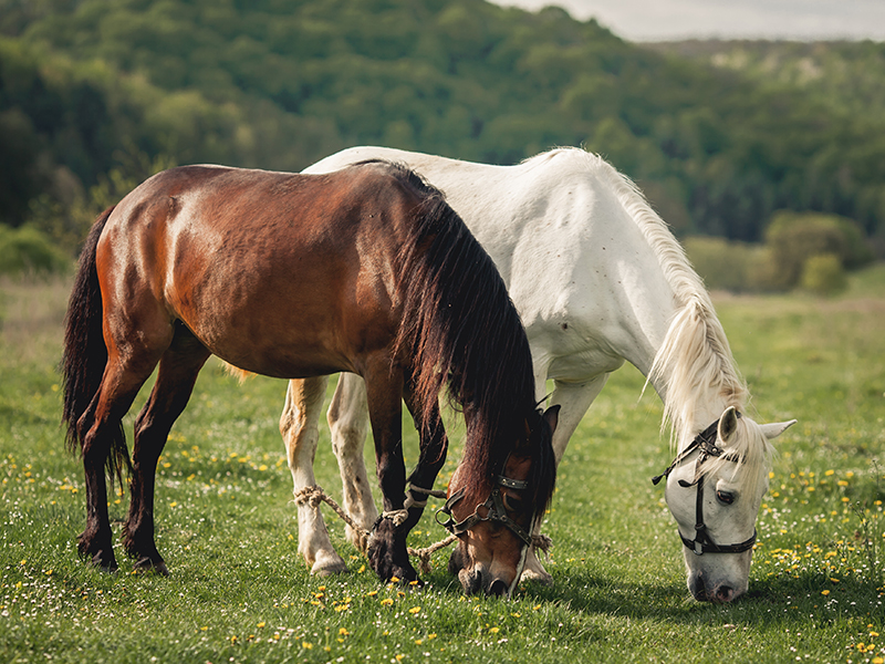 two horses grazing in a field