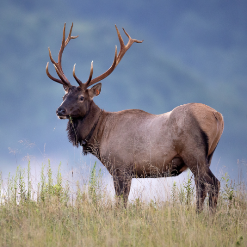 elk